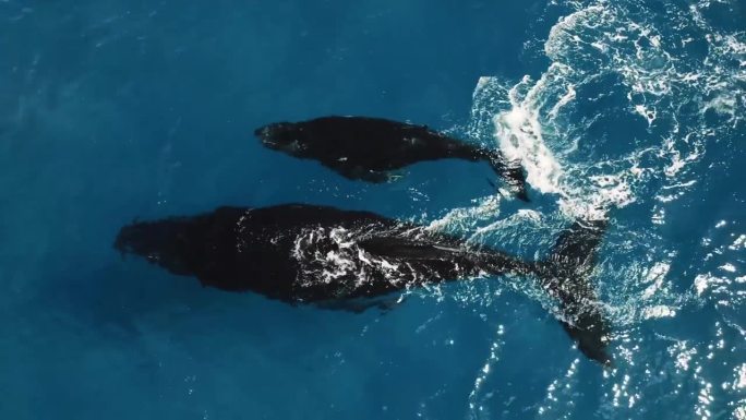 巨大的座头鲸和小鲸鱼在夏威夷清澈的水面附近呼吸