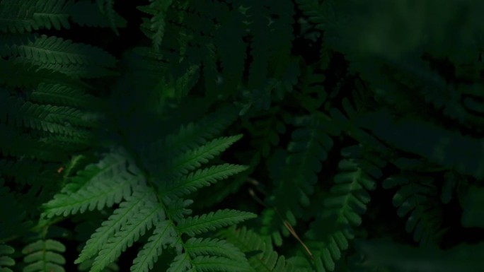 绿色蕨类背景。野生植物生长在森林地区的野生植物绿色蕨类灌木，长镜头。野生动物