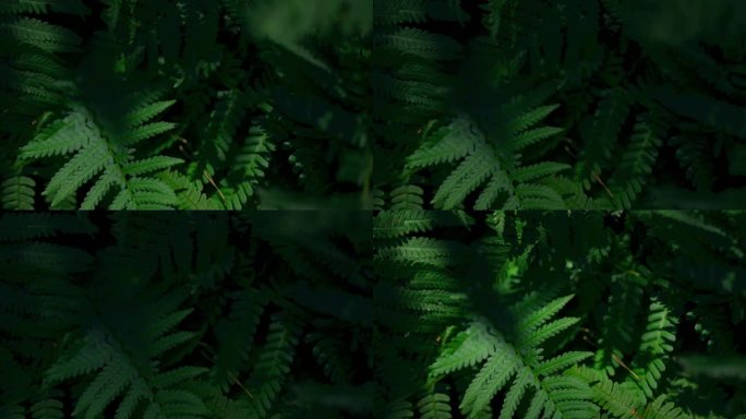 绿色蕨类背景。野生植物生长在森林地区的野生植物绿色蕨类灌木，长镜头。野生动物