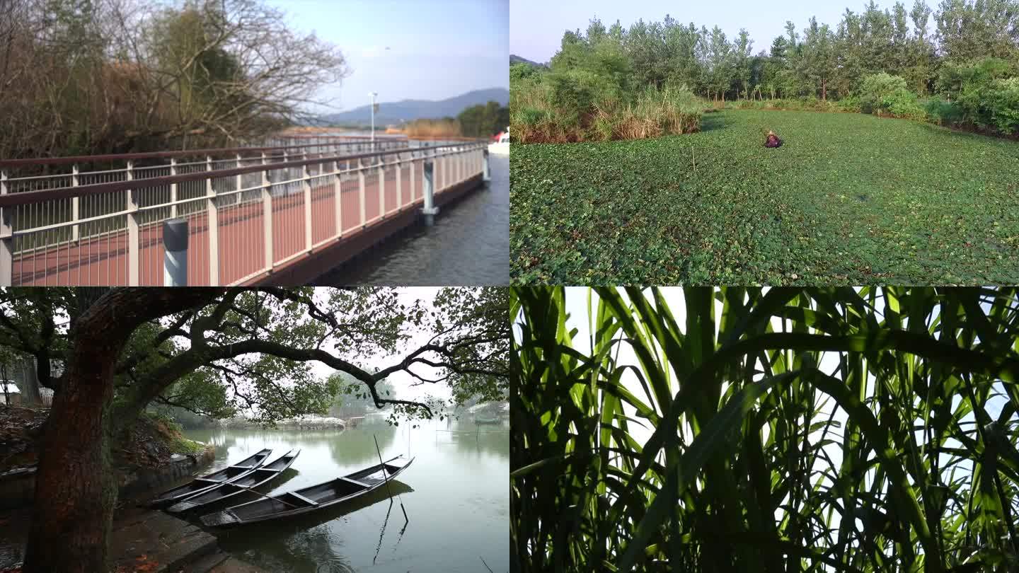 合集八分钟湿地荷花池塘芦苇采苓廊桥