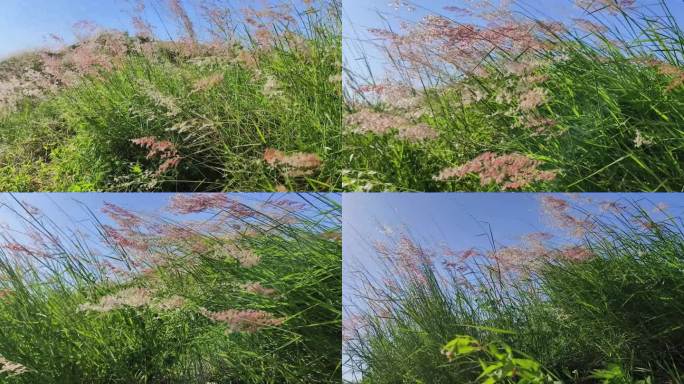 风吹野草风吹野芒草丛摇摆草摇动青草摇曳