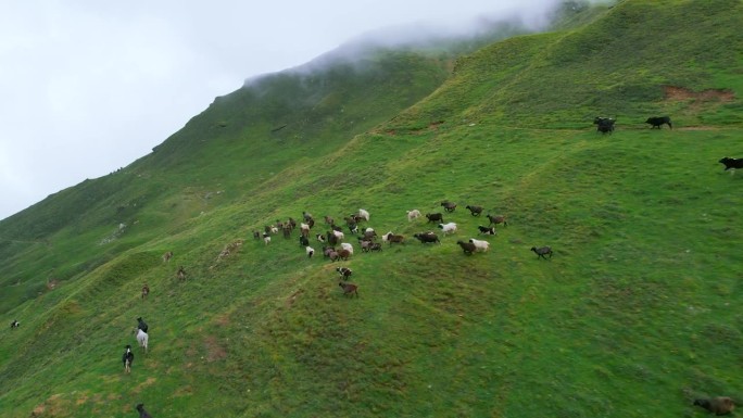 牦牛和山羊向前奔跑，加速无人机拍摄尼泊尔，绿色植物，山丘，风景，雾，多云，徒步旅行路线，电影和神奇的