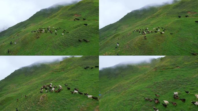牦牛和山羊向前奔跑，加速无人机拍摄尼泊尔，绿色植物，山丘，风景，雾，多云，徒步旅行路线，电影和神奇的