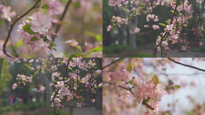 春日海棠花