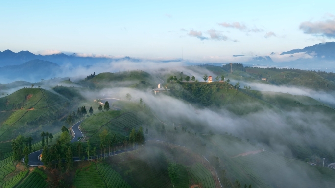 木耳山茶园