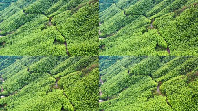 浙江黄岩西部山区，富山乡，竹林航拍