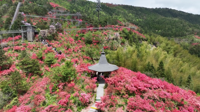 航拍浙江磐安高姥山杜鹃花海