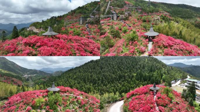 航拍浙江磐安高姥山杜鹃花海