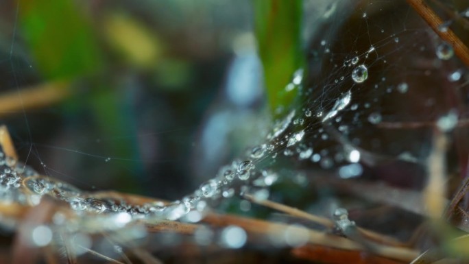 雨后水滴粘在蜘蛛网上