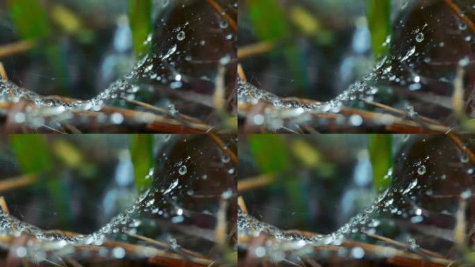 雨后水滴粘在蜘蛛网上
