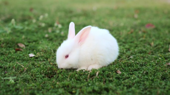 可爱兔子实拍吃草特写