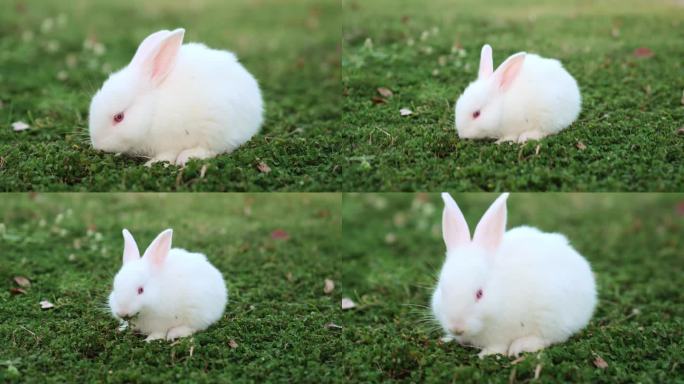 可爱兔子实拍吃草特写