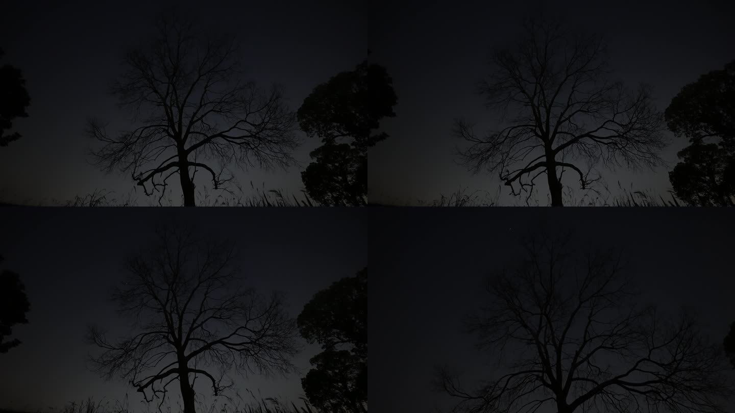 (4k商用) 夜晚枯树