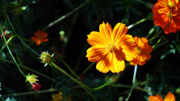 野菊花 菊花 太阳花 花田 小蜜蜂 采蜜