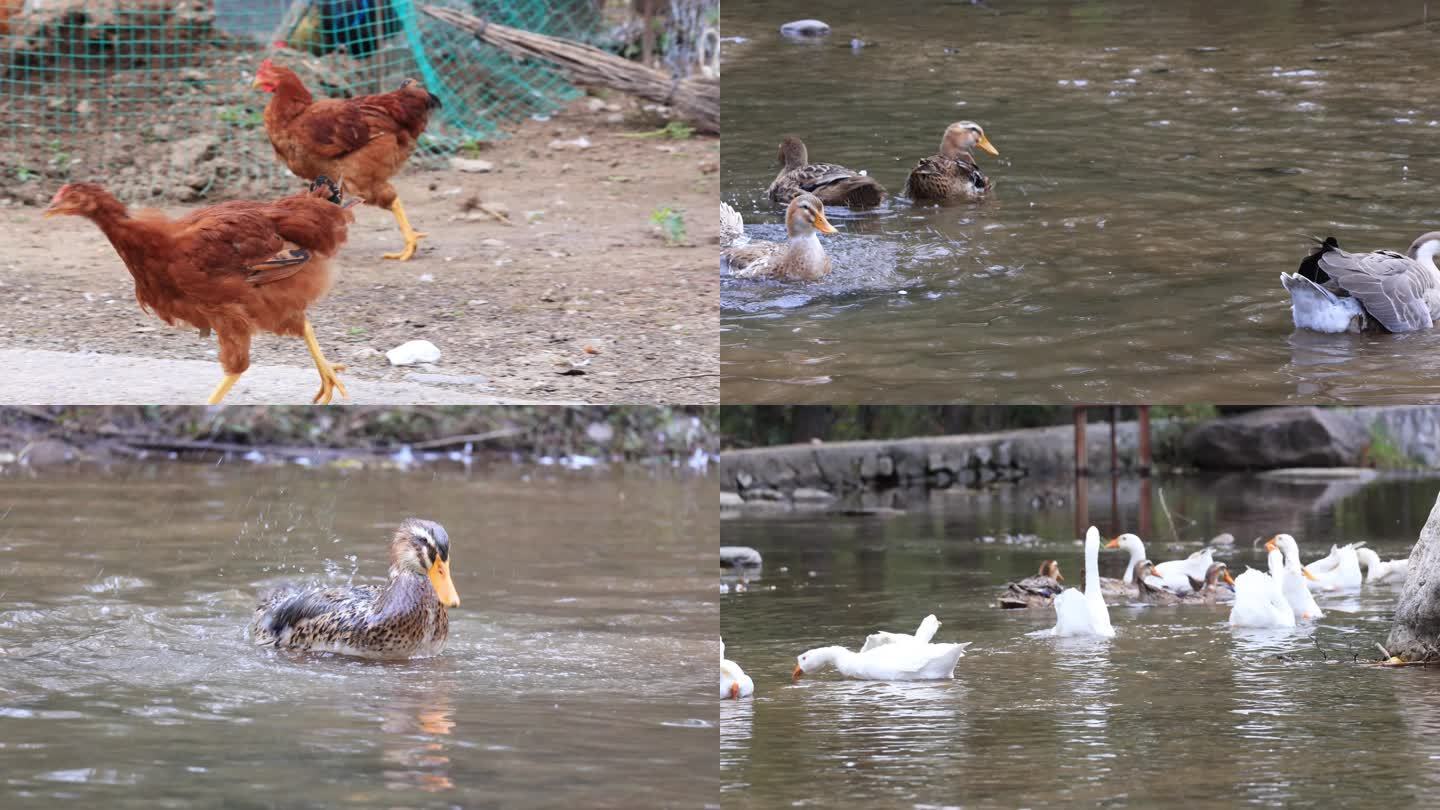 鸡鸭鹅 农村养殖 家禽 养鸡 大鹅