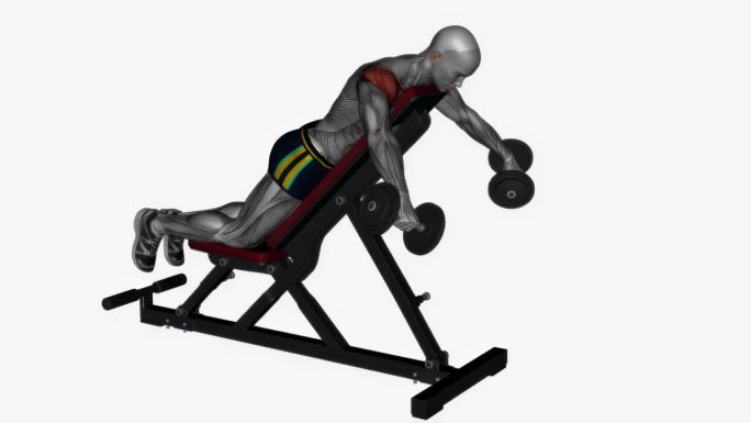 俯卧后三角飞在长凳上健身锻炼锻炼动画男性肌肉突出演示4K分辨率60 fps