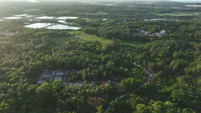 海南文昌龙楼镇椰子林地