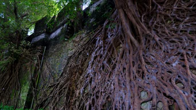 广州越秀公园 古城墙 长在墙上榕树根系