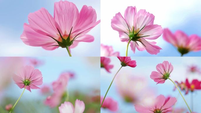 清新花海花朵格桑花波斯菊花瓣氛围唯美