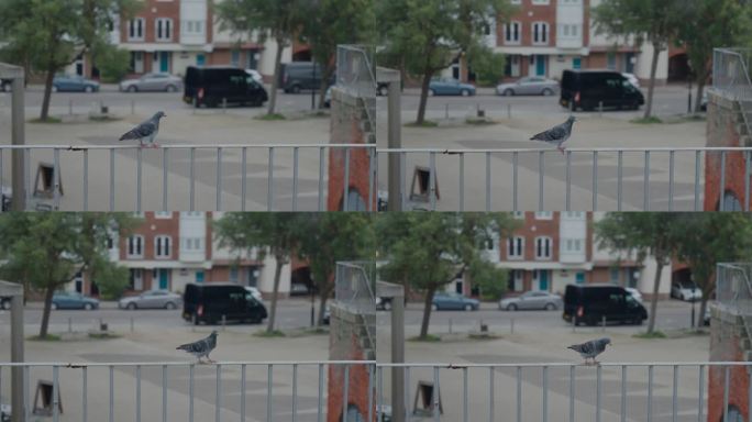 一只鸽子沿着海边小镇的栏杆散步。最后它飞出了屏幕。慢动作，手持拍摄。1080便士。