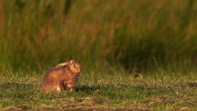 一种逃跑的欧洲野兔(欧洲野兔)，也被称为褐兔