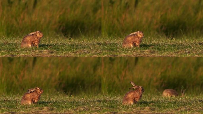 一种逃跑的欧洲野兔(欧洲野兔)，也被称为褐兔