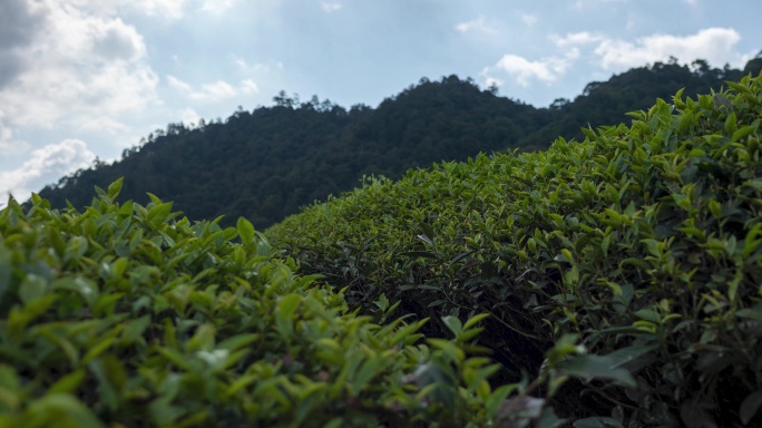 树林 绿植 农作物 茶树光影延时实拍4K