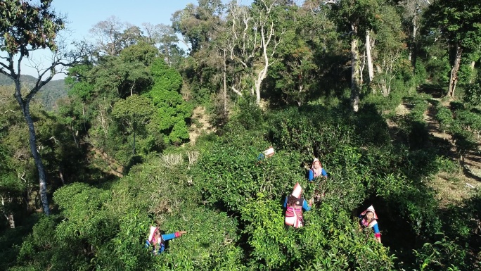 航拍西双版纳基诺茶山古茶树采茶2