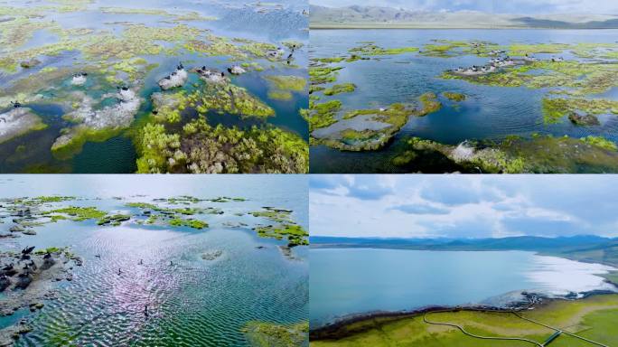 尕海草原湿地生态绿色湖泊候鸟航拍甘南