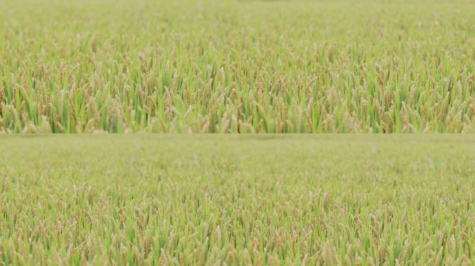 稻田里成熟的稻穗