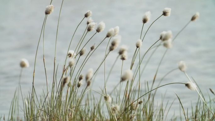 春景与盛开的棉花草在河边。夏季风景景观的时间流逝。白色毛绒绒花，俗称棉草，棉草