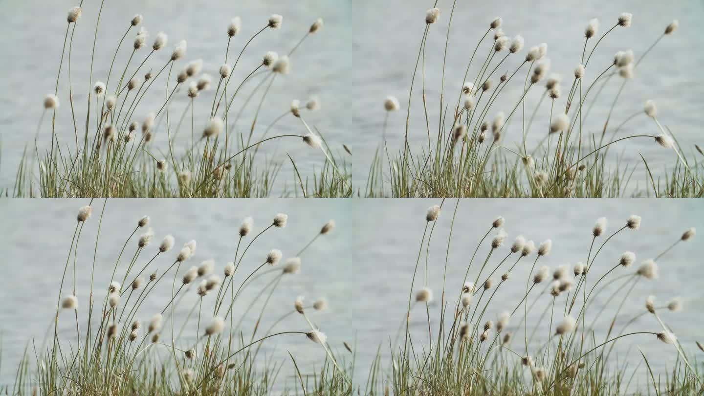 春景与盛开的棉花草在河边。夏季风景景观的时间流逝。白色毛绒绒花，俗称棉草，棉草