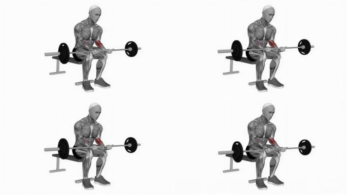 杠铃手腕弯曲膝盖健身运动锻炼动画男性肌肉突出演示4K分辨率60 fps