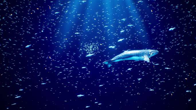 唯美海洋鲸鱼鱼群粒子