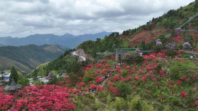 航拍浙江磐安高姥山杜鹃花海