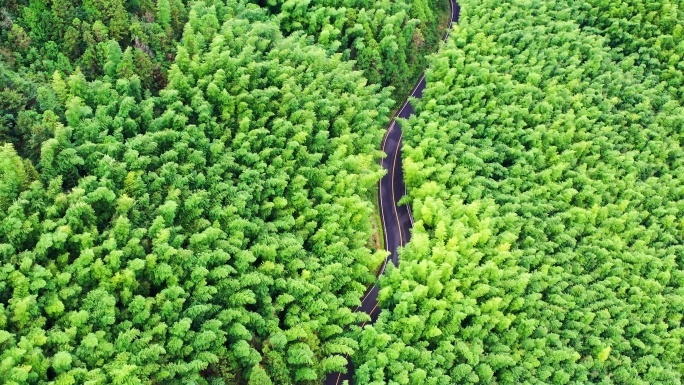 浙江黄岩西部山区，富山乡，竹林航拍