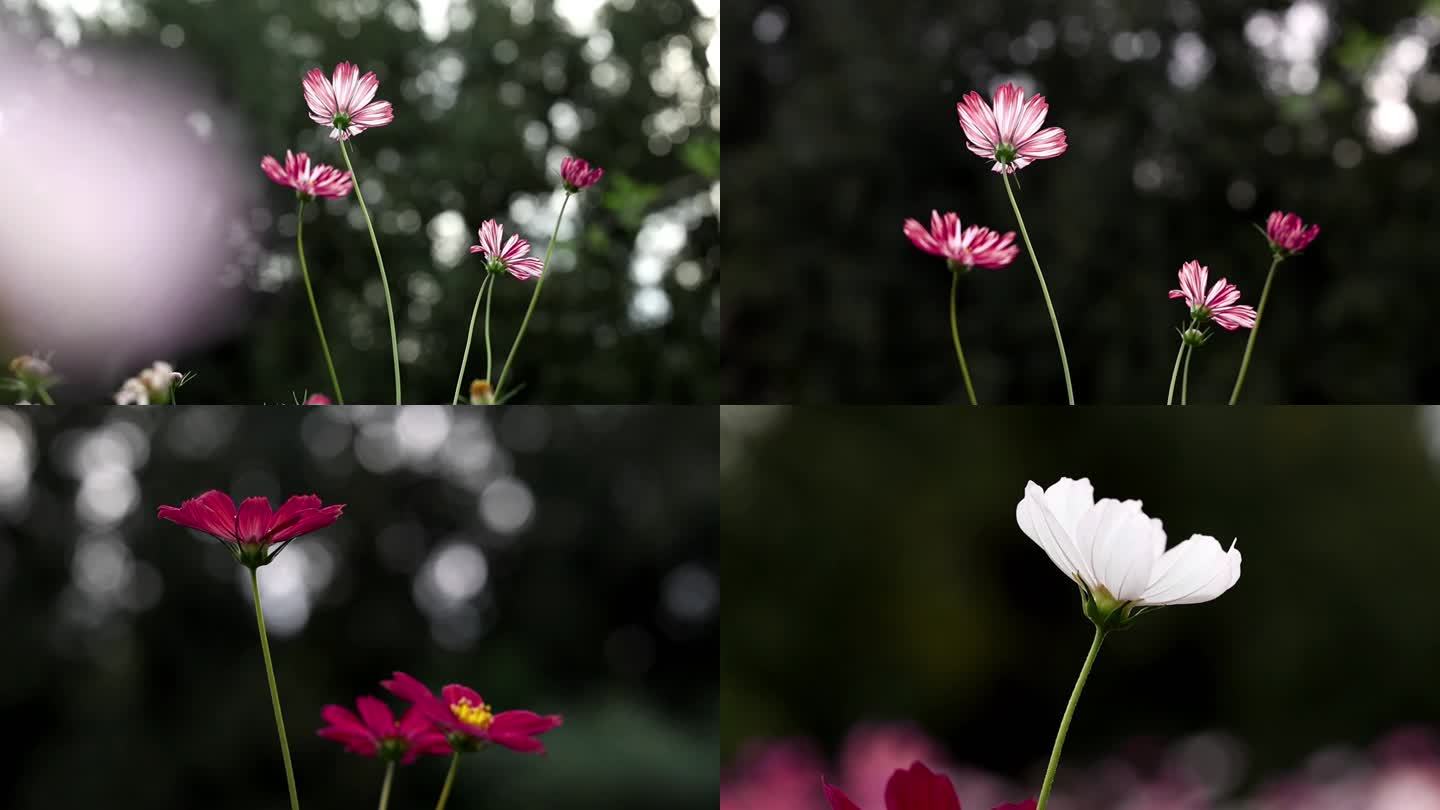 唯美小清新氛围花海花朵花瓣视频