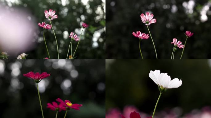 唯美小清新氛围花海花朵花瓣视频