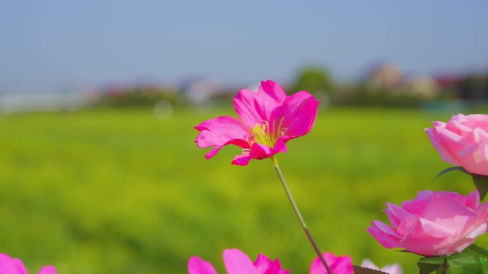 油菜花