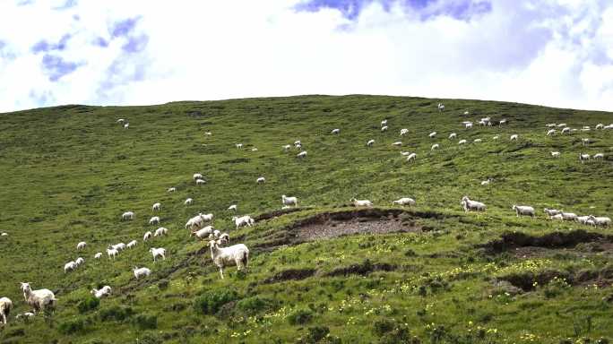 祁连山草原羊群羔羊戈壁滩羊 高山羊