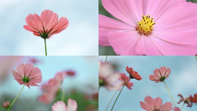 唯美小清新氛围花海花朵花瓣花卉