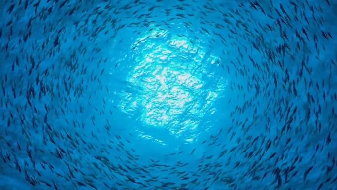 海底鱼群仰拍