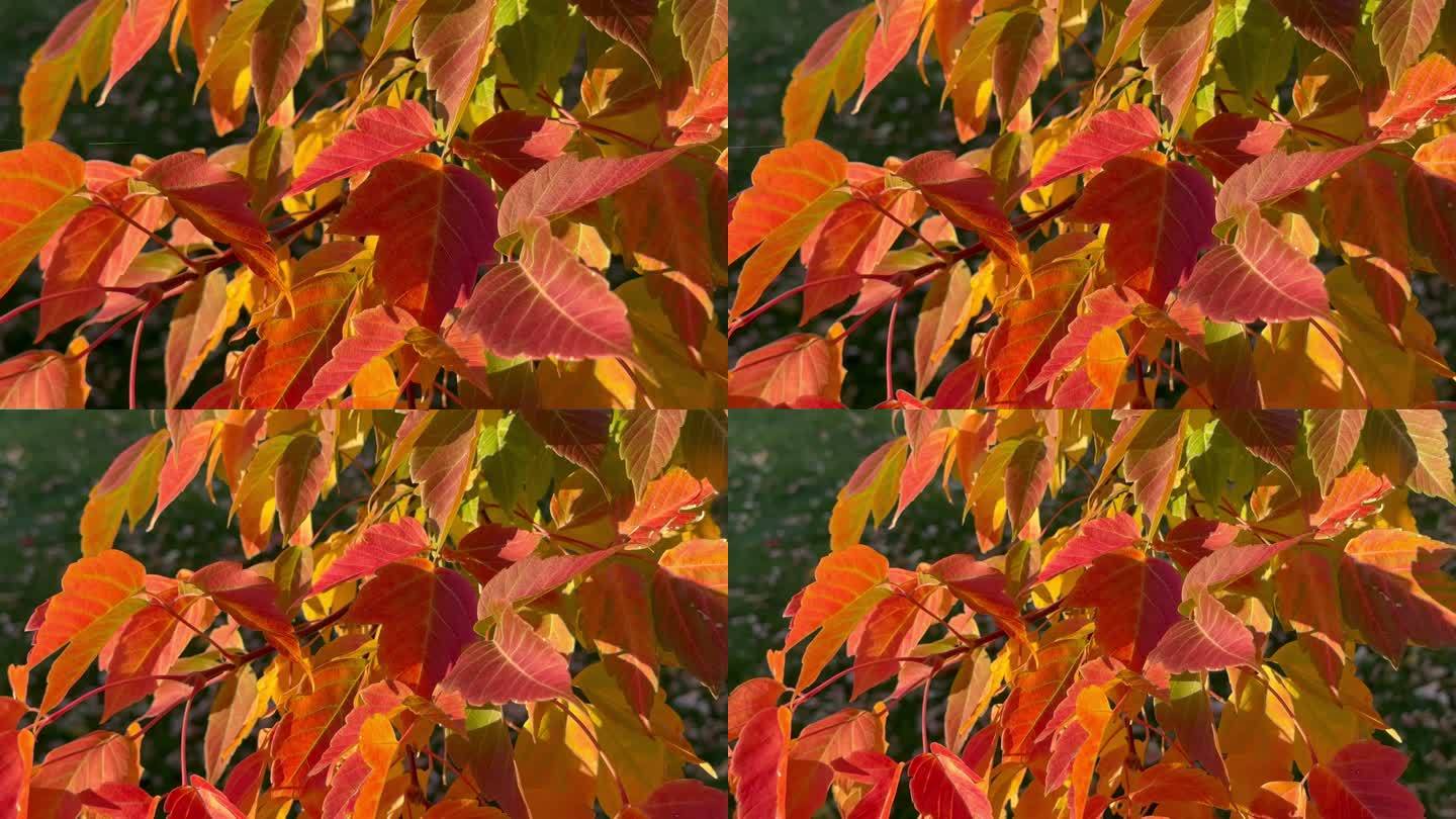 秋天的红叶近摄镜头2