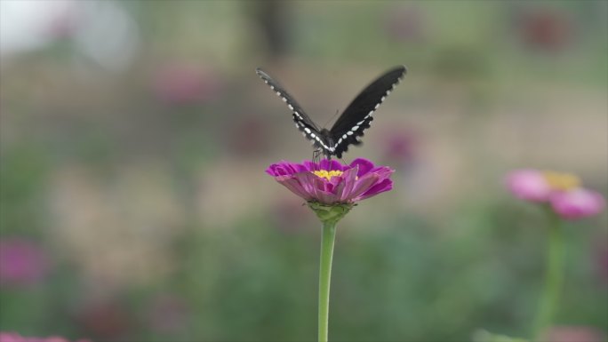 蜜蜂蝴蝶