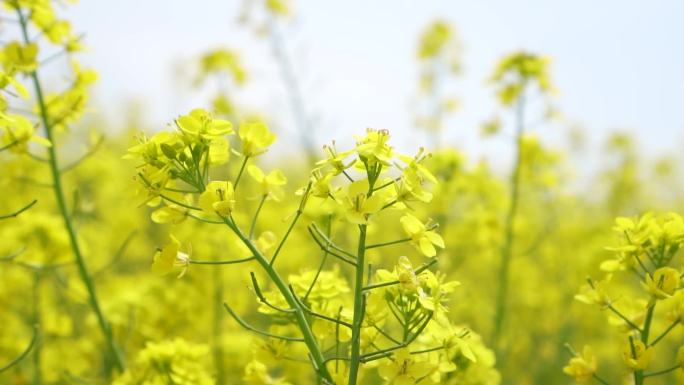 升格高帧率黄色的油菜花特效