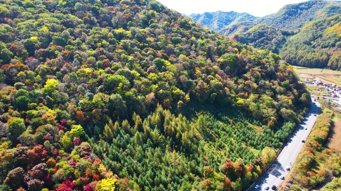 秋季风光 红叶 枫叶 农田 五花山 航拍