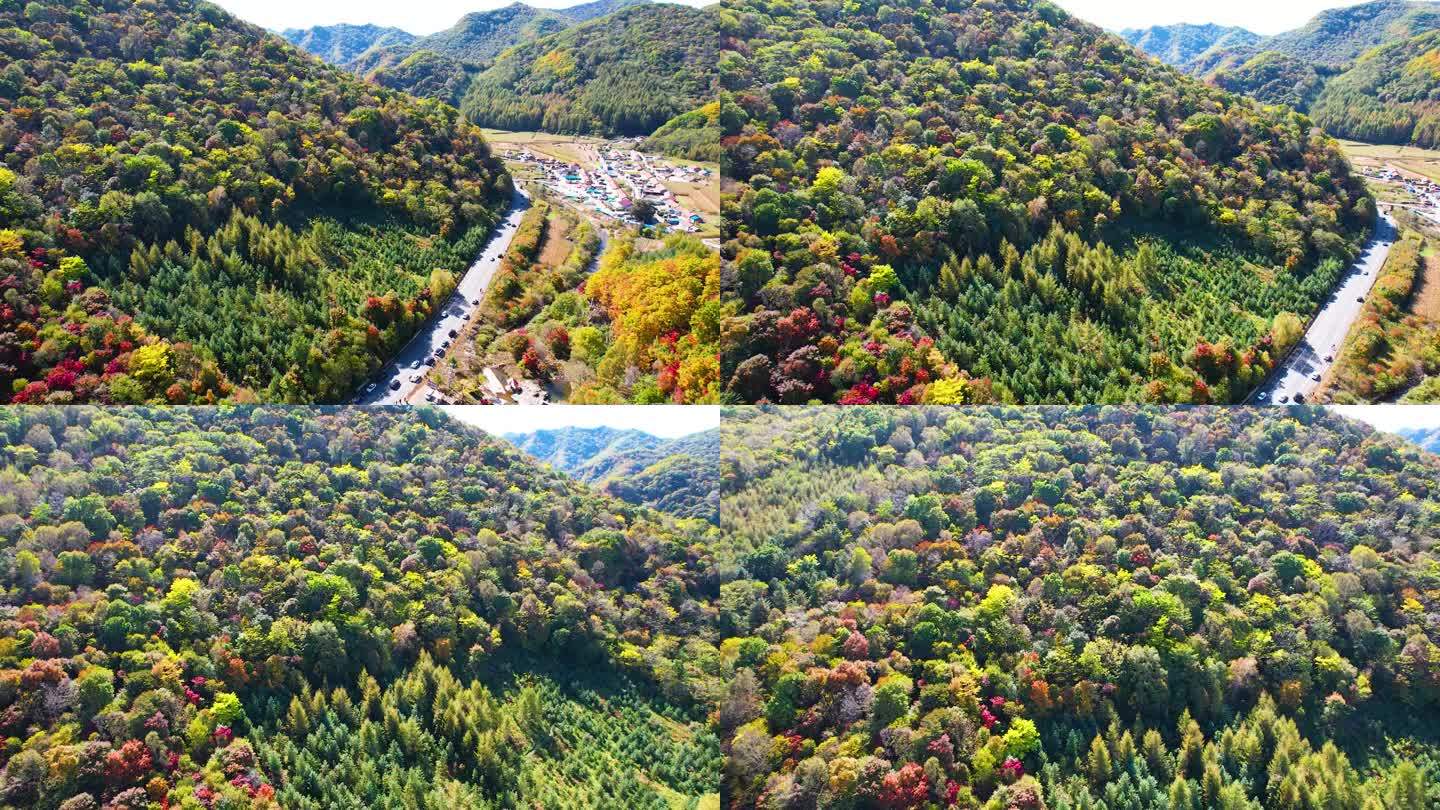 秋季风光 红叶 枫叶 农田 五花山 航拍