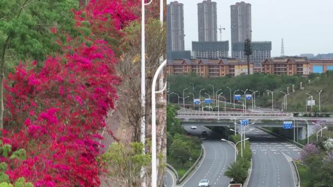 高清竖屏航拍广西南宁园湖无忧花景观