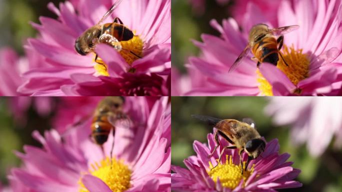花与蜜蜂017