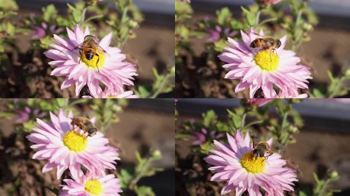 花与蜜蜂019